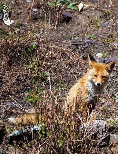 Hotel Chaukhamba Camps & Huts
