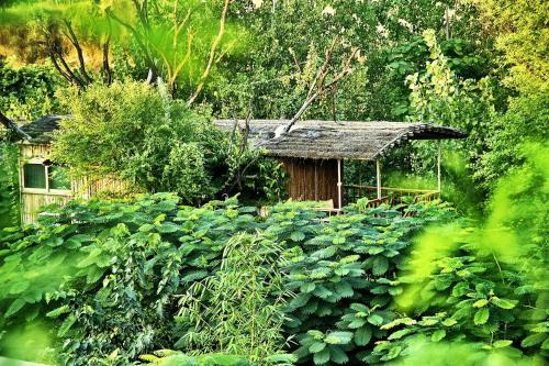Hotel The Tree House Resort