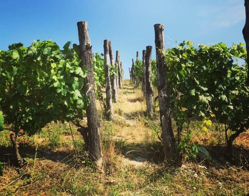 Agroturismo Agriturismo Poderi Zunino