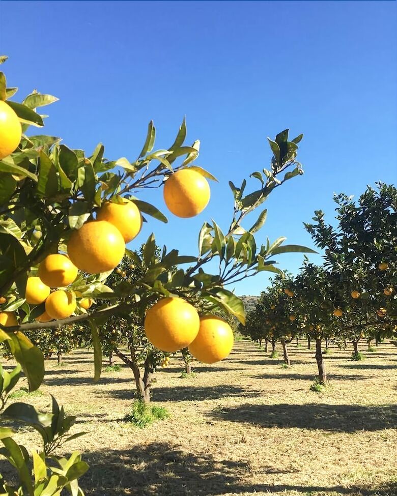 Lodge Iuta Glamping & Farm