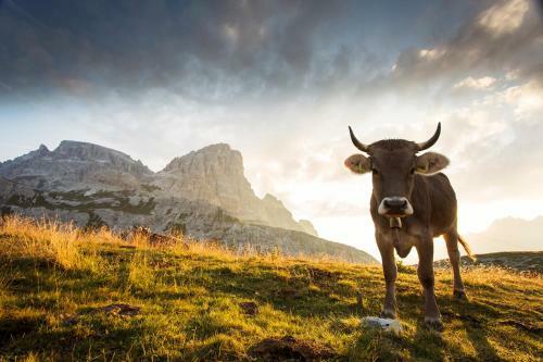 Apartment El Fogher In Dolomites