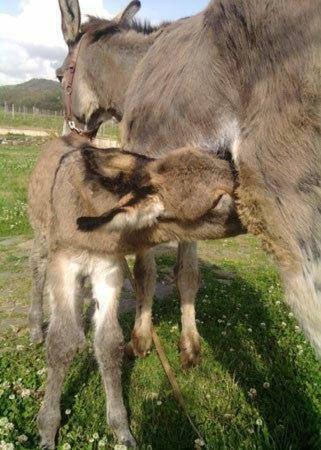 Agroturismo Agriturismo Solare