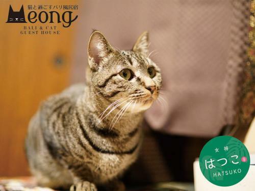 Hostal Bali & Cat Guest House