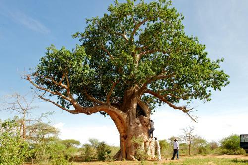 Voyager Ziwani Tented Camp