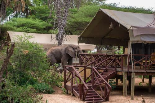 Lodge Elephant Bedroom Camp - Samburu