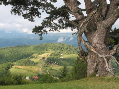 Apartamento Zlatiborska Vila 2