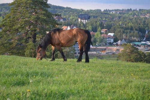 Apartamento Zlatiborska Vila 2