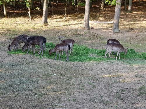 Agroturismo Etno Doma?instvo Milenkovi?