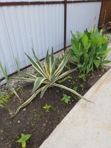 Hostal Usadba Panteleya Guest House