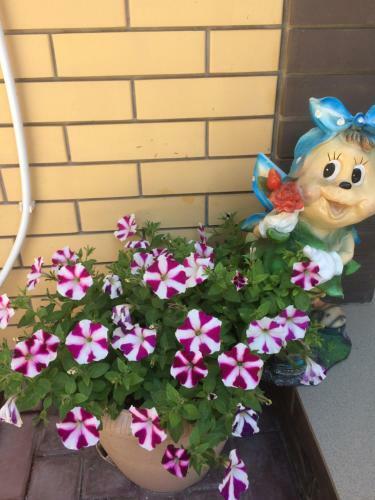 Hostal Guest House Bee