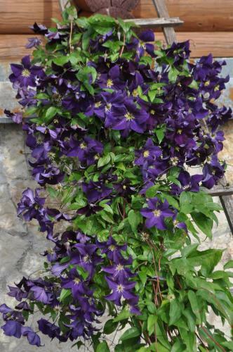 Hostal House Mironovo