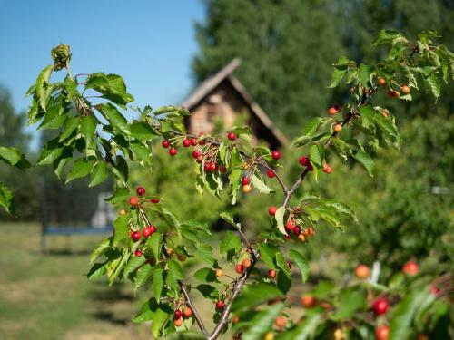 Eco-hotel Vetochka