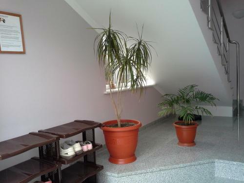 Hostal Guest House Svetlana Lyuks