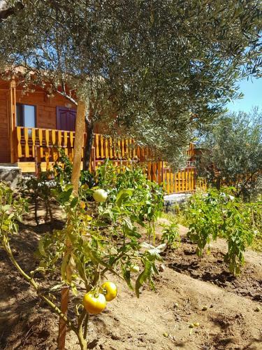 Apartamento Kaz Da?lar? Albatross Da? Evleri