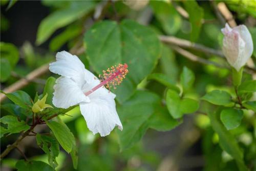 Apartamento East Gulf Condo #1411
