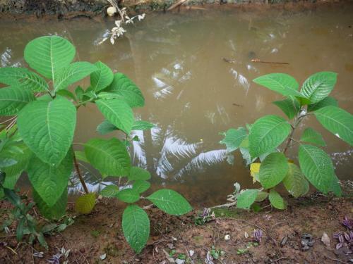 Mini Mekong Homestay In Ben Tre