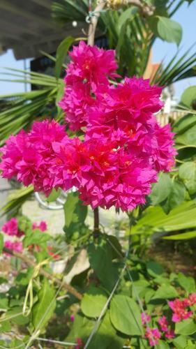 Bed & Breakfast Phong Nha Love Homestay