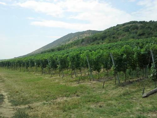 Hostal Nagyhars�nyi Vend�gh�z