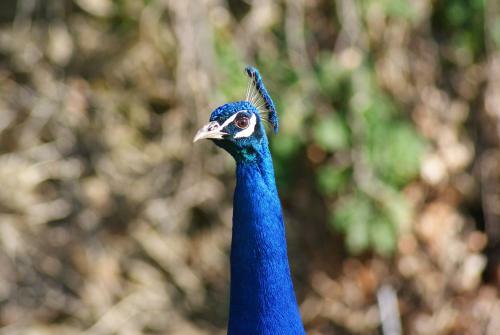 Bed & Breakfast Ch�teau de La Chasse-guerre