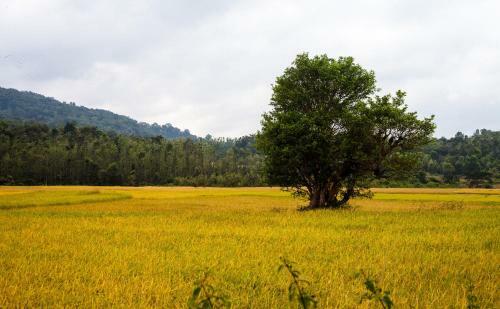 Pepper Vines Homestay