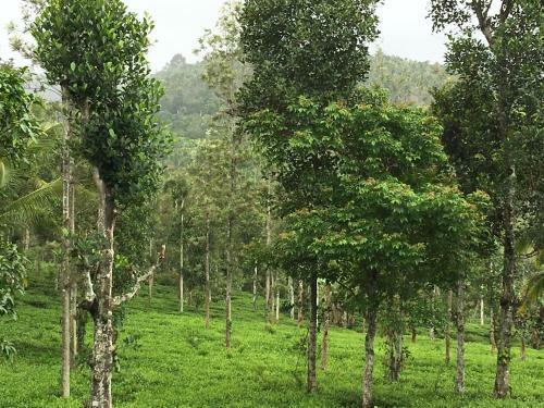 Agroturismo Harmony Farm Wayanad