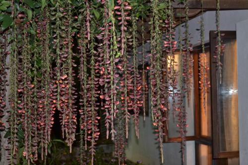Agroturismo O'land Plantation