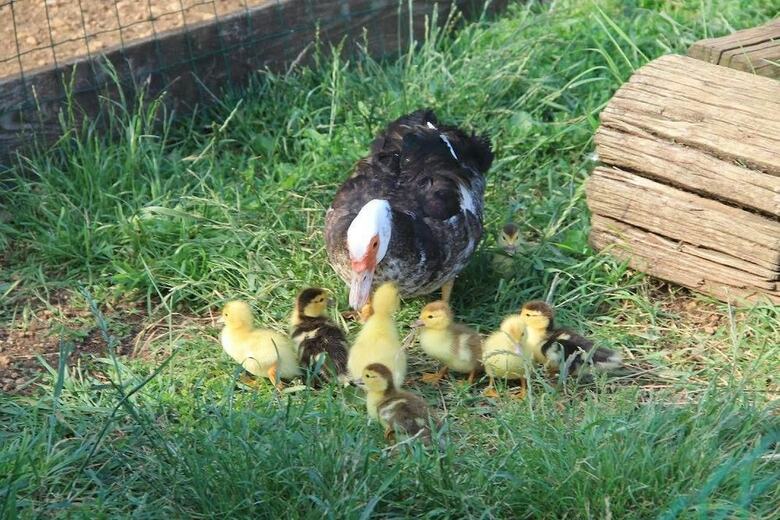 Posada Allegra Fattoria