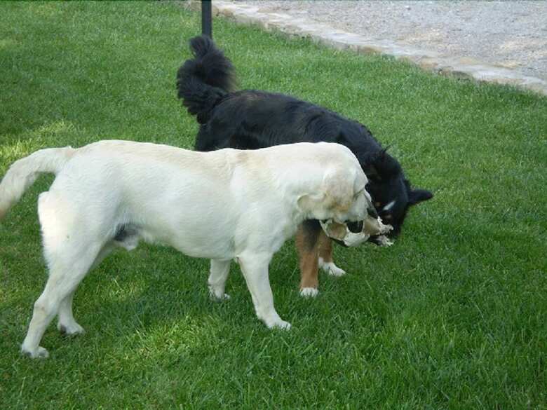 Agroturismo Agriturismo Vigna Mai