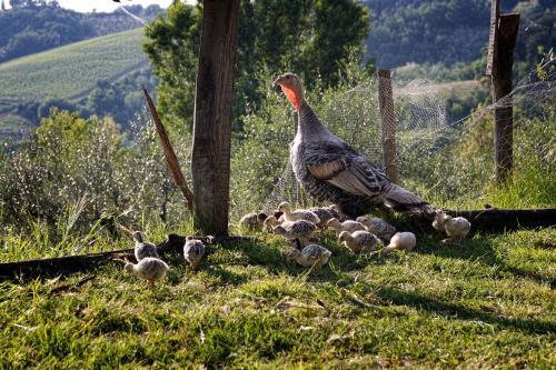 Agroturismo Agriturismo Montalbino