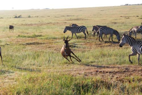 Hotel Olumara Tented Camp
