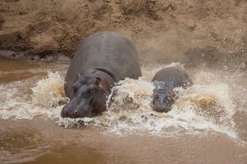 Losokwan Luxury Tented Camp - Maasai Mara