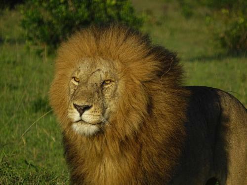 Oseki Maasai Mara Camp