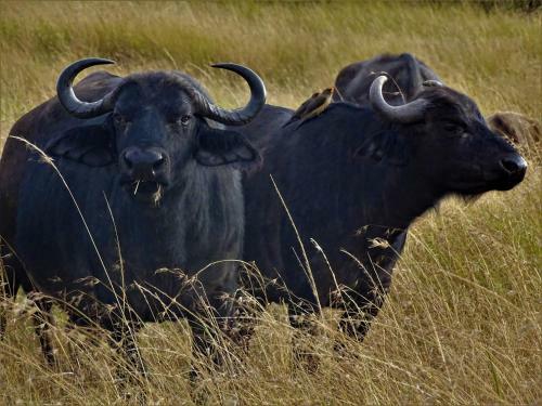 Oseki Maasai Mara Camp