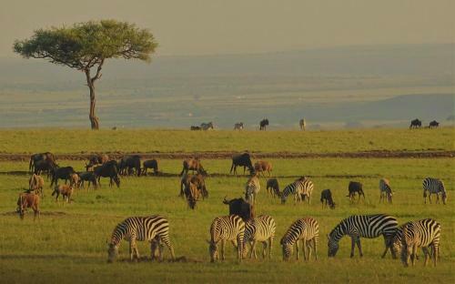 Oseki Maasai Mara Camp