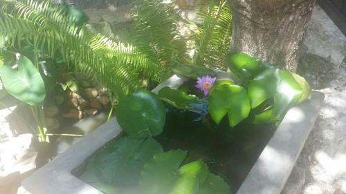 Mereiyans Villa Eco Cottage