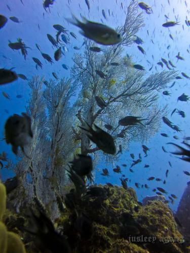 The Barat Perhentian