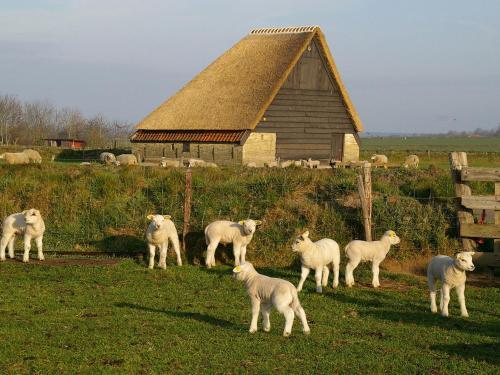 Luxury Villa In Texel With Private Garden