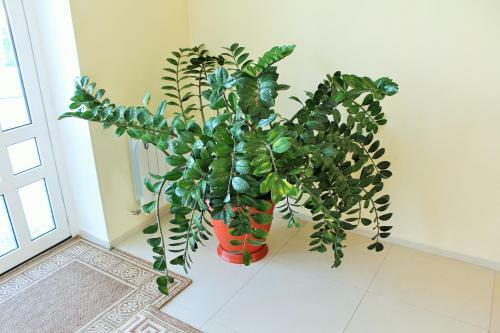 Hostal Guesthouse Dubrava