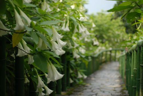 Qingshan Homestay