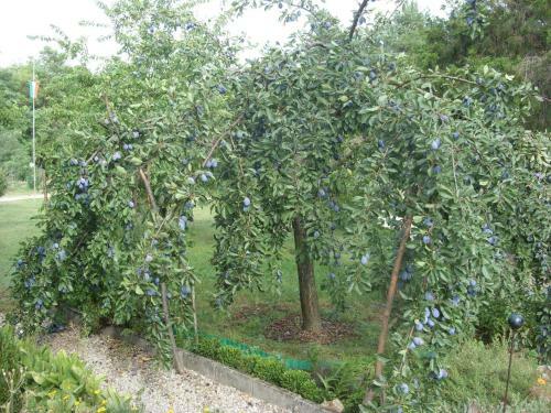Apartamento Cinege Vend�gh�z