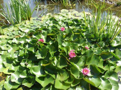 Apartamento Cinege Vend�gh�z