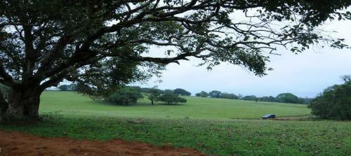 Green Grass Homestay