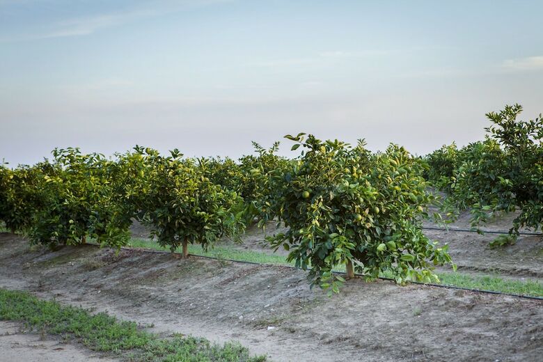 Agroturismo Agrumare Farm Holiday