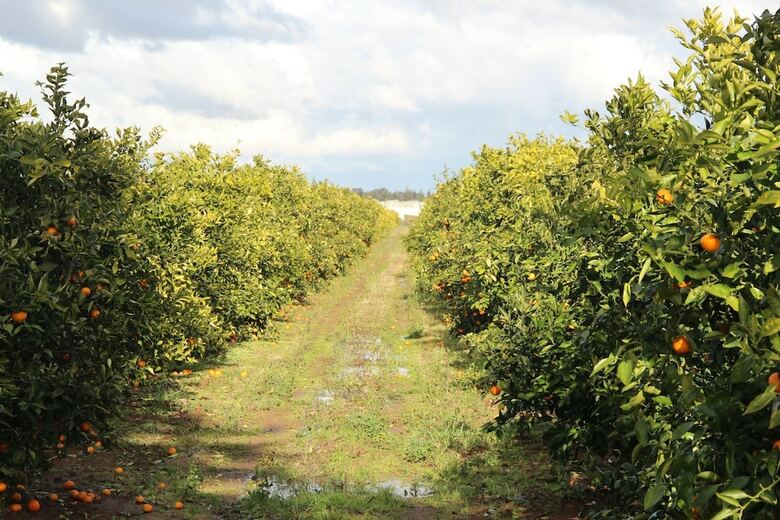 Agroturismo Agrumare Farm Holiday