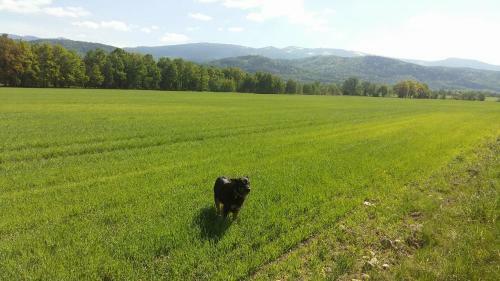 Apartamento Domki ?nie?ka