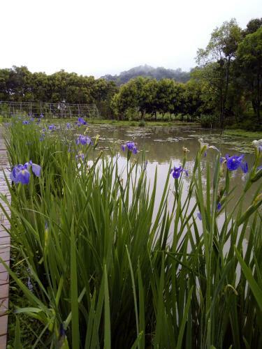 Lily Village