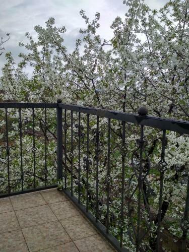 Hostal Oselya Guest House