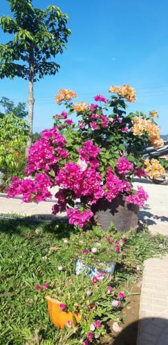 Bed & Breakfast Palafita Bungalow