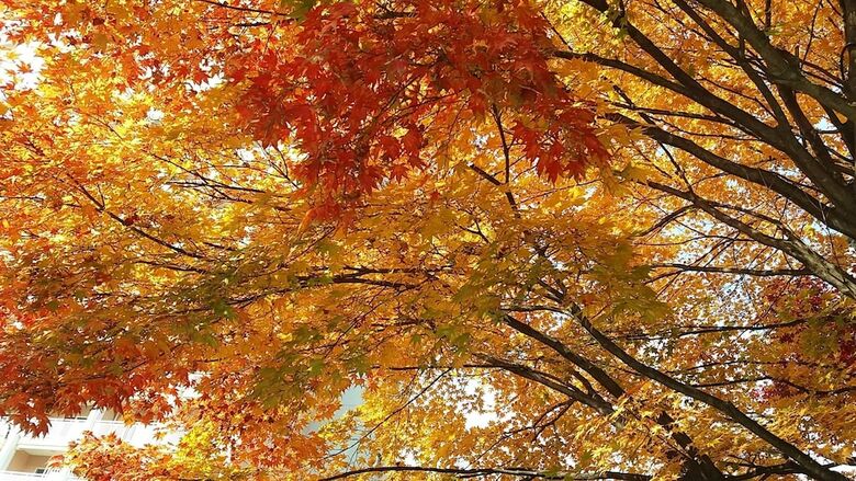 Forest Of Color Pension