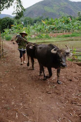 Mai Chau Family Homestay